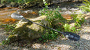 Aircore Creeker Full Carbon Bent Shaft 1pc 200cm RH45 Ex-Demo