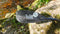 Aircore Creeker Full Carbon Bent Shaft 1pc 200cm RH45 Ex-Demo